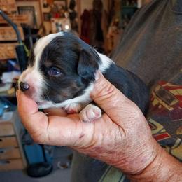 Diego - Black tri male Miniature Australian Shepherd puppy in Mc Arthur, California from Kingscastle Ranch