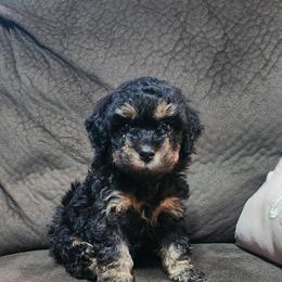 Phantom Girl - Phantom female Poodle puppy in Louisiana from Mias Bayou Puppies, LLC