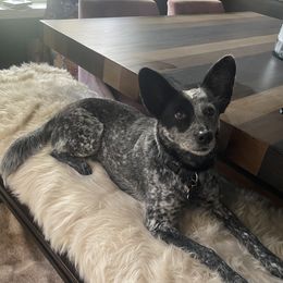 Daisy - Australian Cattle Dog