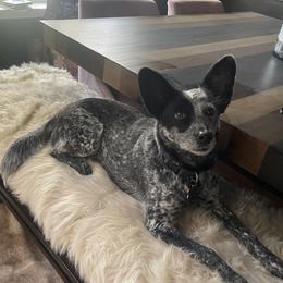Daisy - Australian Cattle Dog