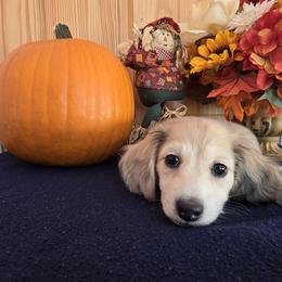 Dachshund Puppies from Mel's LowRider Ranch