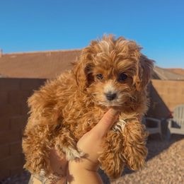 LAVENDER FEMALE - Red female Cavapoo puppy in Gilbert, Arizona from Azbernedoodlepuppies