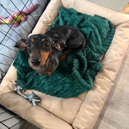 Pepper - Dapple female Dachshund puppy in Mountain Home, Arkansas from Furry Friends Kennel