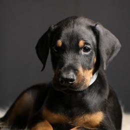 Ammo - Black and rust male Doberman Pinscher puppy in Overton, Texas from Obsidian Kennel