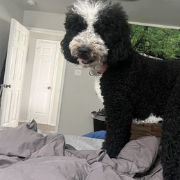 Bernedoodles from Pyper Bernedoodles SATX