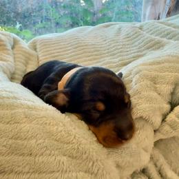 Tan collar girl - Black and tan female Dachshund puppy in Centralia, Washington from FairyTail Dachshunds