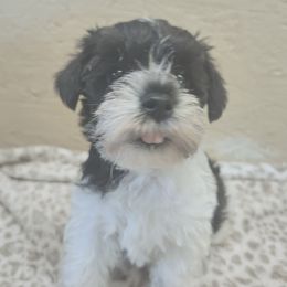 Lucy - Parti female Miniature Schnauzer puppy in Warrenville, South Carolina from All Paws Pet Resort