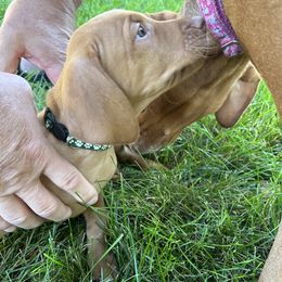 Vizsla Puppies from Shepherd Family Vizslas