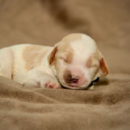 Olaf - Red male Australian Labradoodle puppy in Stanwood, Washington from Victoria Creek Australian Labradoodles
