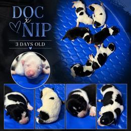Black - Black and white female Border Collie puppy in Tallmadge, Ohio from Premier Dobermans