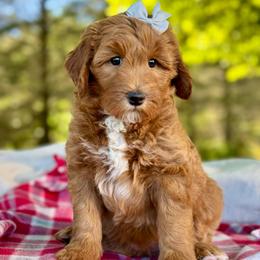 Gray - Red  female Goldendoodle puppy in Hesperia, Michigan from Red Acres Poodles & Doodles