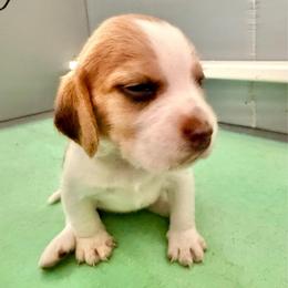 Pumpkin - Tan and white female Beagle puppy in Judsonia, Arkansas from Mayberry Acres Beagles and Basset Hounds