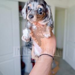 Female Black And Tan Dapple - Dapple female Dachshund puppy in El Paso, Texas from InnerVision K9 & Dachs