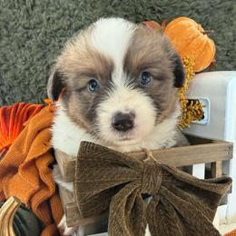 Hazel - Blue female Pembroke Welsh Corgi puppy in Paxton, Illinois from McGovern Family Corgis