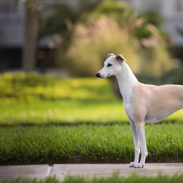 Mint - Whippet