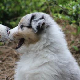 Australian Shepherds from Skyecove Australian Shepherds