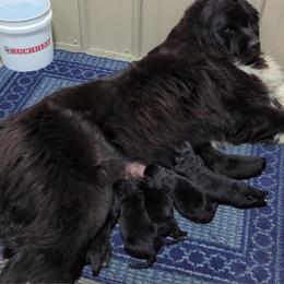 Female 3 - Black female Newfoundland puppy in Burfordville, Missouri from Umfleet Farms
