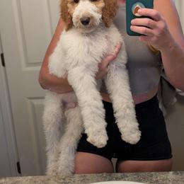 Peach Collar - Parti male Goldendoodle puppy in Olympia, Washington from Sinclairdoodles