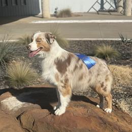 Star Fire De La Ribera Norte - Argentina - Red merle female Australian Shepherd puppy in De Leon, Texas from Oceanwood
