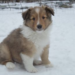 Shetland Sheepdog Puppies from Sunny Shelties