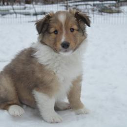 Shetland Sheepdog Puppies from Sunny Shelties