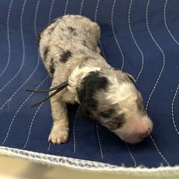 Michelle - Blue merle and white female Sheepadoodle puppy in Crawford, Colorado from Saddle Mountain Doodles
