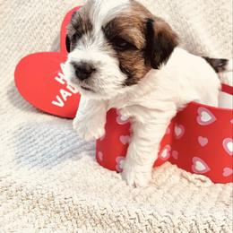 Violet - White and tan female Russell Terrier puppy in Burns, Tennessee from Terrier Town of Tennessee