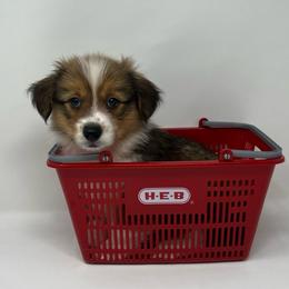 Artemis (fluffy) - Sable and white male American Corgi puppy in Waco, Texas from The Comma Corgis