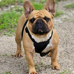 Camille - Fawn female French Bulldog puppy in Polk City, Florida from Best Friend Frenchies, LLC