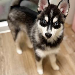 Tyler - Black and white male Pomsky puppy in Bolton, Connecticut from Elle Pomsky