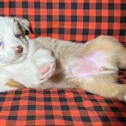 Miniature Australian Shepherd Puppies from All That Auss Mini Aussies