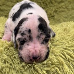 Boy 3 - Harlequin male Great Dane puppy in Washington, Pennsylvania from City Slicker Danes