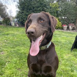 Giggles - Labrador Retriever