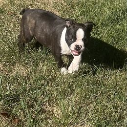 Rick - Black brindle and white male Boston Terrier puppy in Fillmore, Illinois from Wind Hill Puppies
