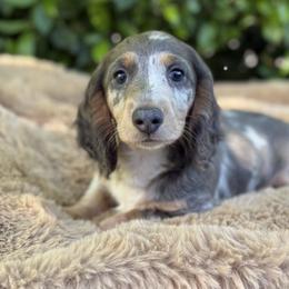 Harry - Dapple male Dachshund puppy in Temecula, California from Naomi Magee's Dachshund Kennel
