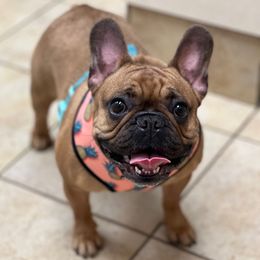 Robyn - Fawn female French Bulldog puppy in Lansing, Michigan from Monaco Frenchies