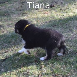 Australian Shepherd Puppies from Glacier Aussies