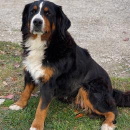 Maggie - Black rust and white female Bernese Mountain Dog puppy in Flat Rock, Illinois from Corner Stone Bernese Mountain Dogs