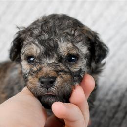 Dale - Sable and white male Cockapoo puppy in Ellensburg, Washington from Dawn to Dusk Cockapoos