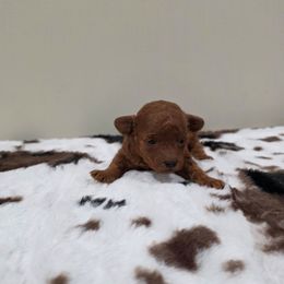 Skye - Red  female Poodle puppy in Rainbow City, Alabama from Spinks Poodles
