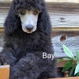 Silver Bay Champion Lineage - Silver male Poodle puppy in Greenville, North Carolina from Grace Poodles