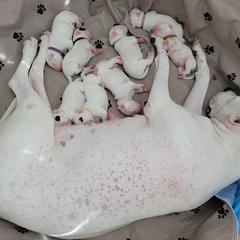 Dogo Argentino Puppies from Fates Legacy Kennels