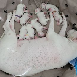 Dogo Argentino Puppies from Fates Legacy Kennels