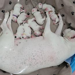 Dogo Argentino Puppies from Fates Legacy Kennels
