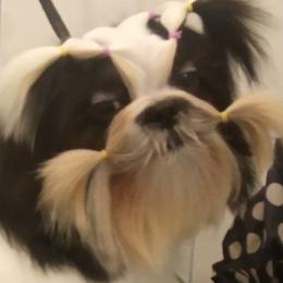Jasmine - Shih Tzu