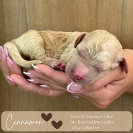 Cinnamon - Cream male Goldendoodle puppy in Easley, South Carolina from Our Darling Doodles