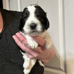 Oreo - Black and white male Cockapoo puppy in Salem, Oregon from Capital Doodles