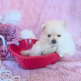 Pomeranian Puppies from Floki & Fibi Pomeranians