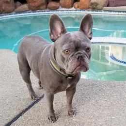 Mia - French Bulldog