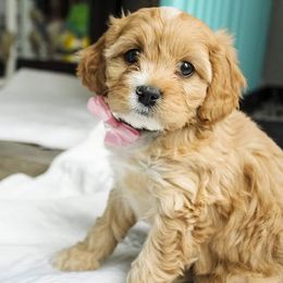Cavapoo and Goldendoodle Puppies from Hearts Full of Puppies